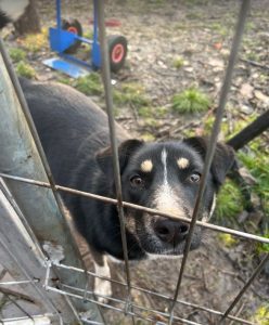 Lewis a black and white Romanian rescue dog | 1 Dog at a Time Rescue UK