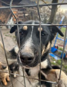 Lewis a black and white Romanian rescue dog | 1 Dog at a Time Rescue UK