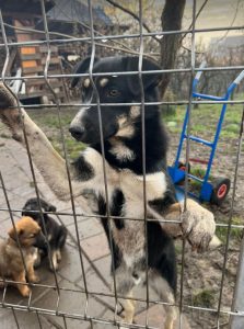 Lewis a black and white Romanian rescue dog | 1 Dog at a Time Rescue UK