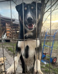 Lewis a black and white Romanian rescue dog | 1 Dog at a Time Rescue UK