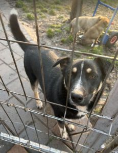 Lewis a black and white Romanian rescue dog | 1 Dog at a Time Rescue UK