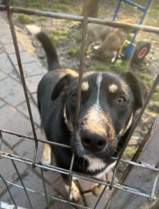 Lewis a black and white Romanian rescue dog | 1 Dog at a Time Rescue UK