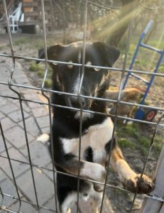 Lewis a black and white Romanian rescue dog | 1 Dog at a Time Rescue UK