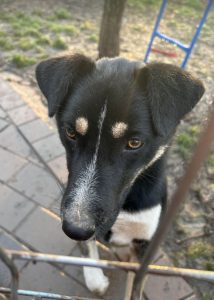 Lewis a black and white Romanian rescue dog | 1 Dog at a Time Rescue UK