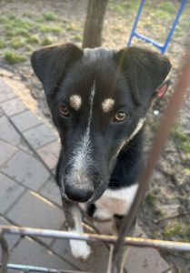 Lewis a black and white Romanian rescue dog | 1 Dog at a Time Rescue UK