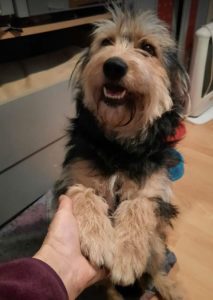 Maddie a black and tan Romanian rescue dog | 1 Dog at a Time Rescue UK