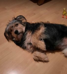 Maddie a black and tan Romanian rescue dog | 1 Dog at a Time Rescue UK