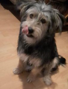Maddie a black and tan Romanian rescue dog | 1 Dog at a Time Rescue UK