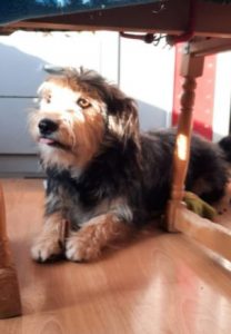 Maddie a black and tan Romanian rescue dog | 1 Dog at a Time Rescue UK