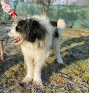 Max a grey and white romanian rescue dog | 1 dog at a time rescue uk