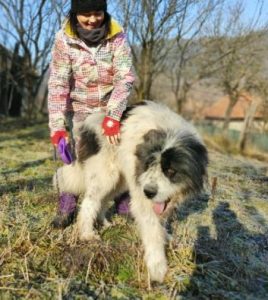 Max a grey and white romanian rescue dog | 1 dog at a time rescue uk