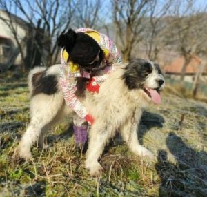 Max a grey and white romanian rescue dog | 1 dog at a time rescue uk