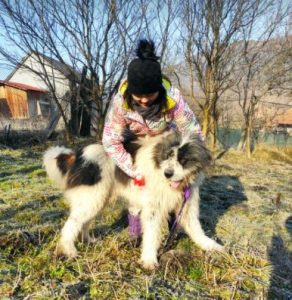 Max a grey and white romanian rescue dog | 1 dog at a time rescue uk