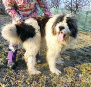 Max a grey and white romanian rescue dog | 1 dog at a time rescue uk