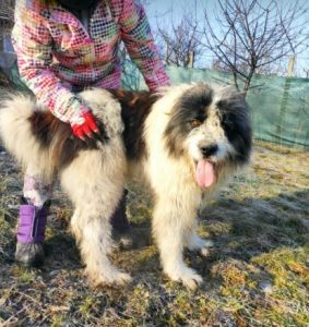 Max a grey and white romanian rescue dog | 1 dog at a time rescue uk