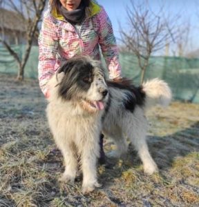 Max a grey and white romanian rescue dog | 1 dog at a time rescue uk