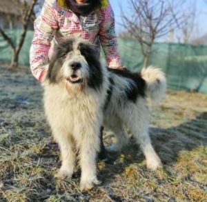 Max a grey and white romanian rescue dog | 1 dog at a time rescue uk