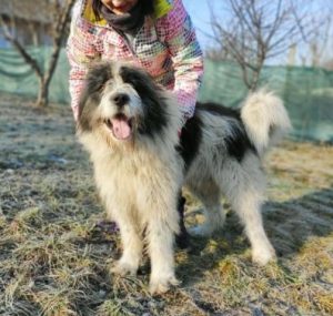 Max a grey and white romanian rescue dog | 1 dog at a time rescue uk