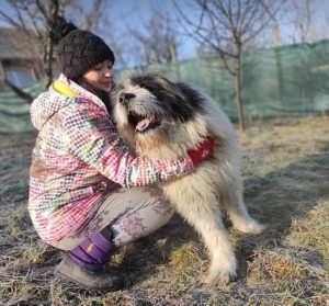 Max a grey and white romanian rescue dog | 1 dog at a time rescue uk