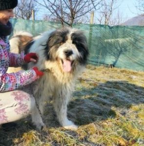 Max a grey and white romanian rescue dog | 1 dog at a time rescue uk