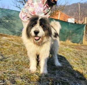 Max a grey and white romanian rescue dog | 1 dog at a time rescue uk