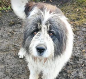 Max a grey and white romanian rescue dog | 1 dog at a time rescue uk