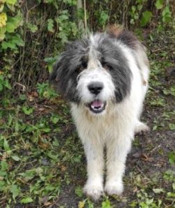 Max a grey and white romanian rescue dog | 1 dog at a time rescue uk