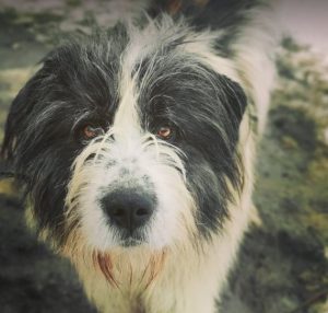 Max a grey and white romanian rescue dog | 1 dog at a time rescue uk