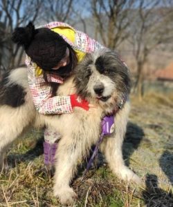 Max a grey and white romanian rescue dog | 1 dog at a time rescue uk