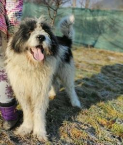 Max a grey and white romanian rescue dog | 1 dog at a time rescue uk