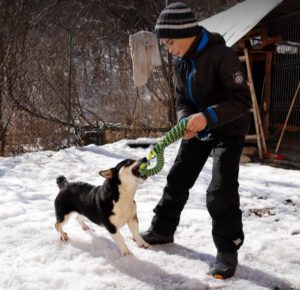 Miska a black and tan Romanian rescue dog | 1 Dog at a Time Rescue UK