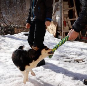 Miska a black and tan Romanian rescue dog | 1 Dog at a Time Rescue UK