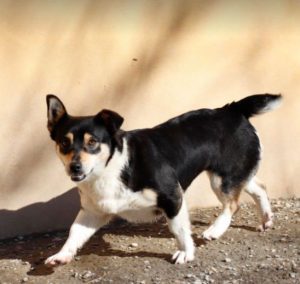 Miska a black and tan Romanian rescue dog | 1 Dog at a Time Rescue UK