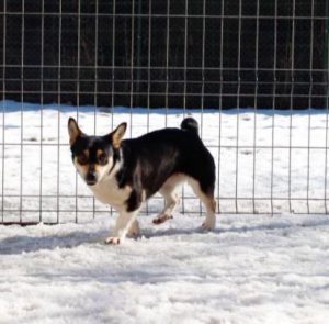 Miska a black and tan Romanian rescue dog | 1 Dog at a Time Rescue UK