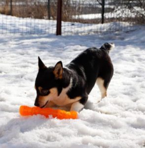Miska a black and tan Romanian rescue dog | 1 Dog at a Time Rescue UK