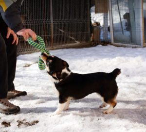 Miska a black and tan Romanian rescue dog | 1 Dog at a Time Rescue UK