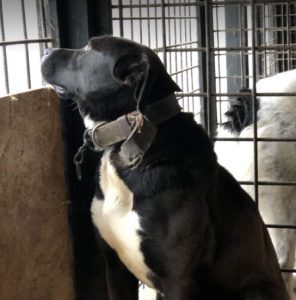 Moira a black and white Romanian rescue dog | 1 Dog at a Time Rescue UK