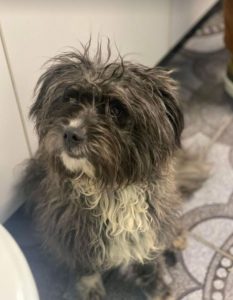 Nico a black Romanian rescue dog | 1 Dog at a Time Rescue UK