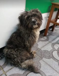 Nico a black Romanian rescue dog | 1 Dog at a Time Rescue UK