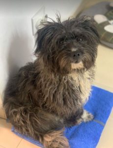 Nico a black Romanian rescue dog | 1 Dog at a Time Rescue UK