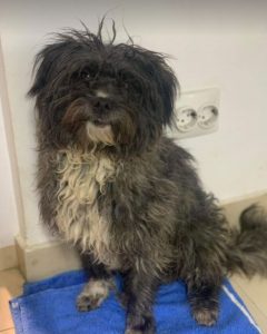 Nico a black Romanian rescue dog | 1 Dog at a Time Rescue UK