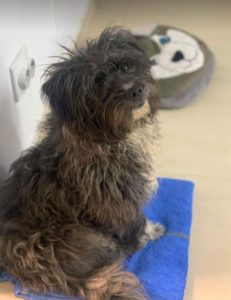 Nico a black Romanian rescue dog | 1 Dog at a Time Rescue UK