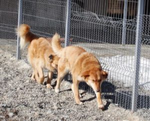 Pollyanna a tan Romanian rescue dog | 1 Dog at a Time Rescue UK
