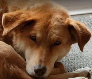 Pollyanna a tan Romanian rescue dog | 1 Dog at a Time Rescue UK