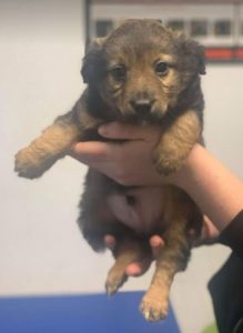 Reggie a brown Romanian rescue dog | 1 Dog at a Time Rescue UK