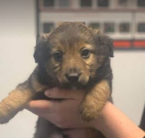 Reggie a brown Romanian rescue dog | 1 Dog at a Time Rescue UK