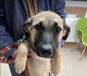 Suzie a black and tan Romanian rescue dog | 1 Dog at a Time Rescue UK