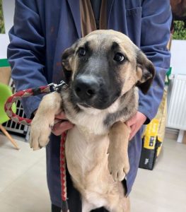 Suzie a black and tan Romanian rescue dog | 1 Dog at a Time Rescue UK