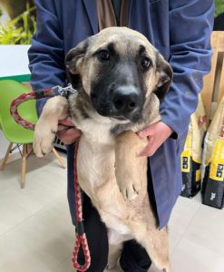 Suzie a black and tan Romanian rescue dog | 1 Dog at a Time Rescue UK