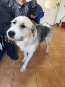 Harley a fawn, white and black Romanian rescue dog | 1 Dog at a Time Rescue UK